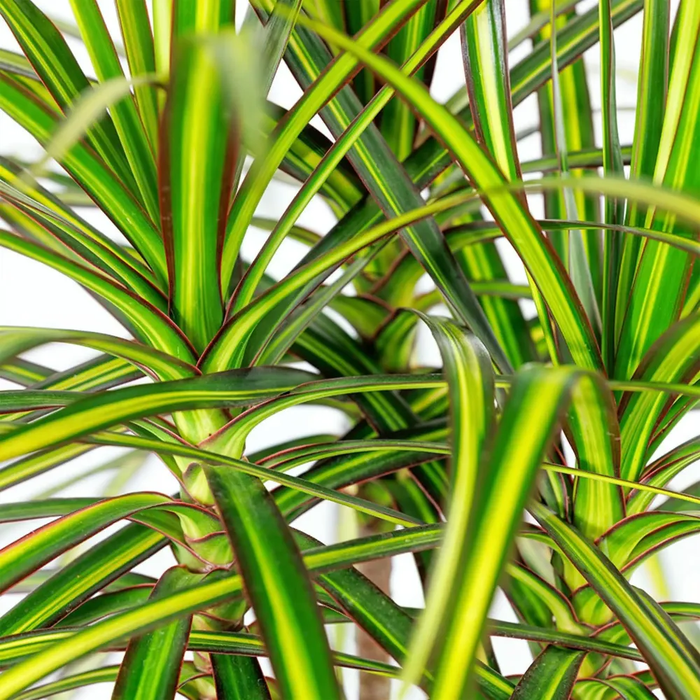 Dracaena Sunray och korg