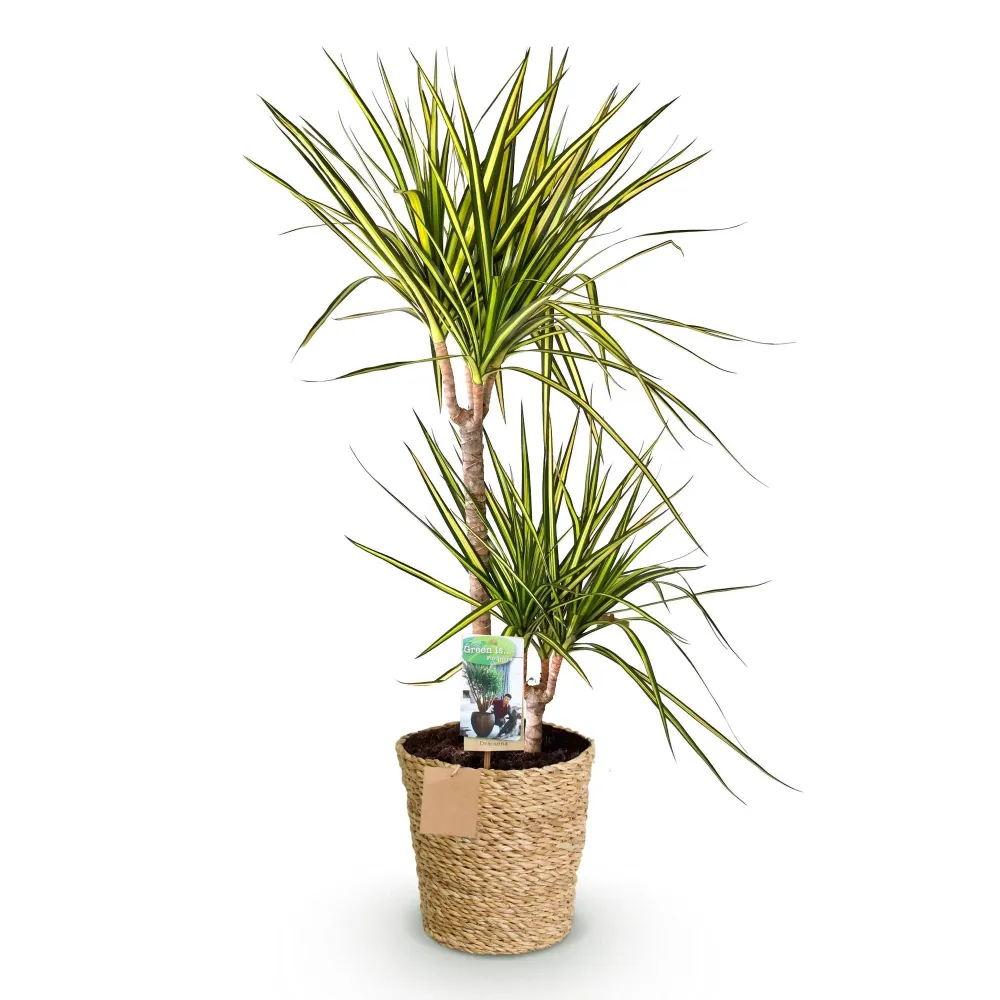 Dracaena Sunray och korg