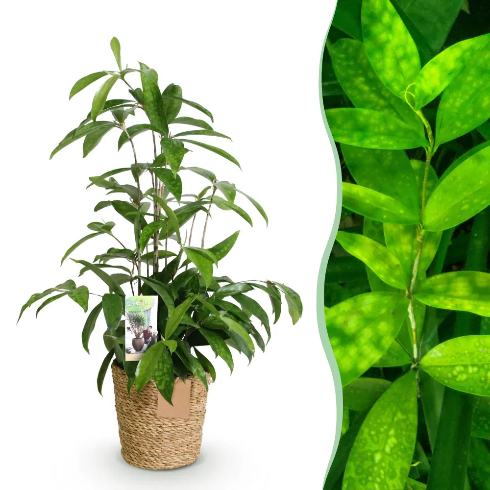 Dracaena surculosa och korg