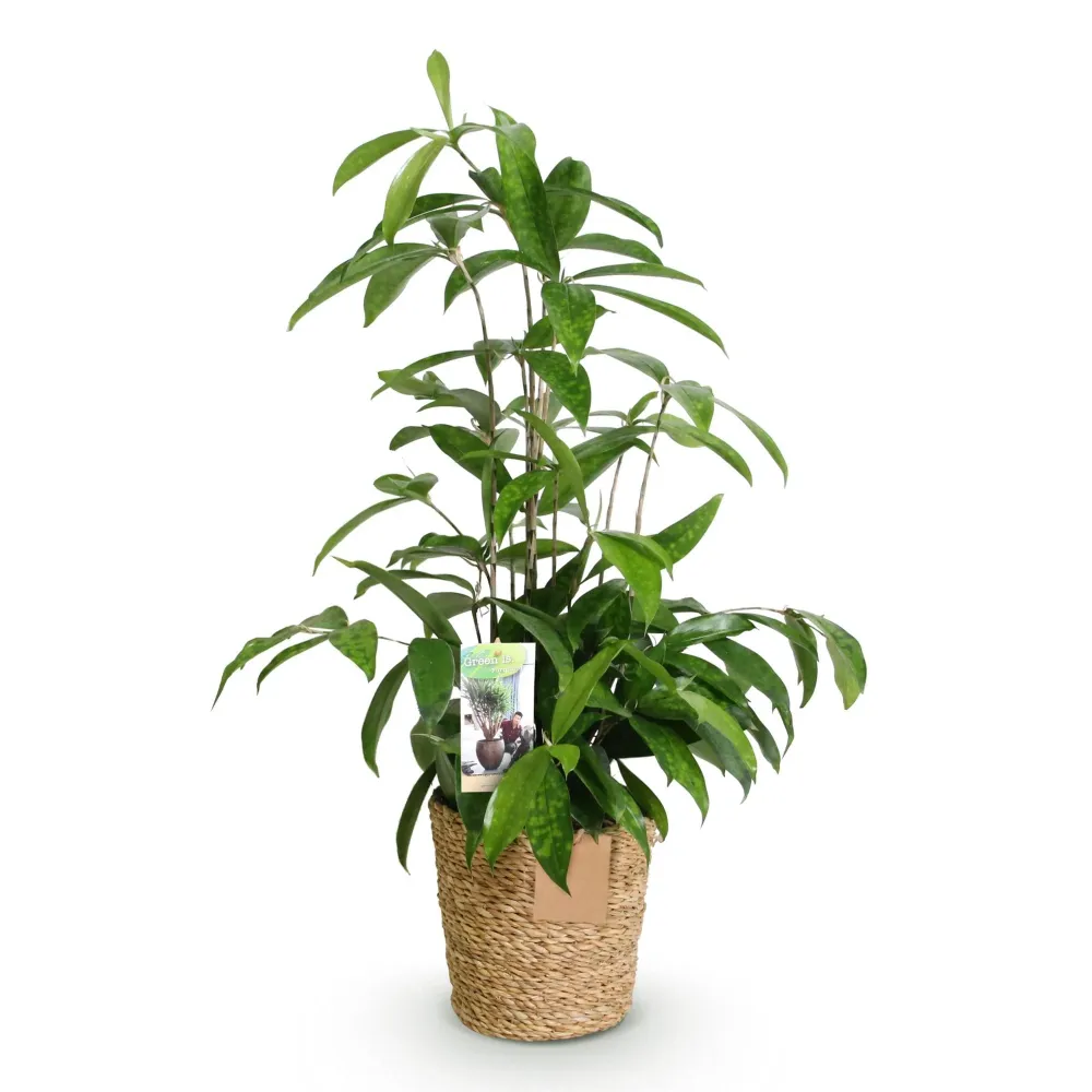 Dracaena surculosa och korg
