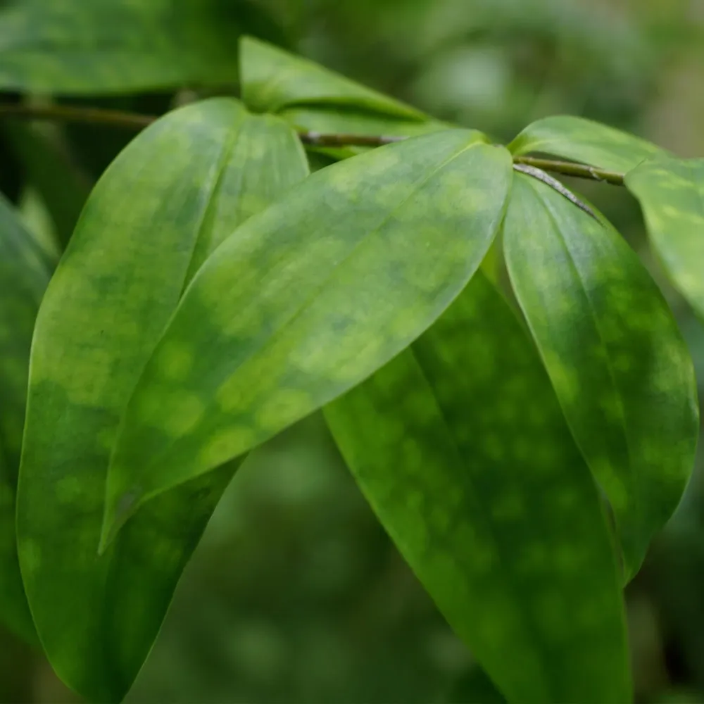 Dracaena surculosa och korg