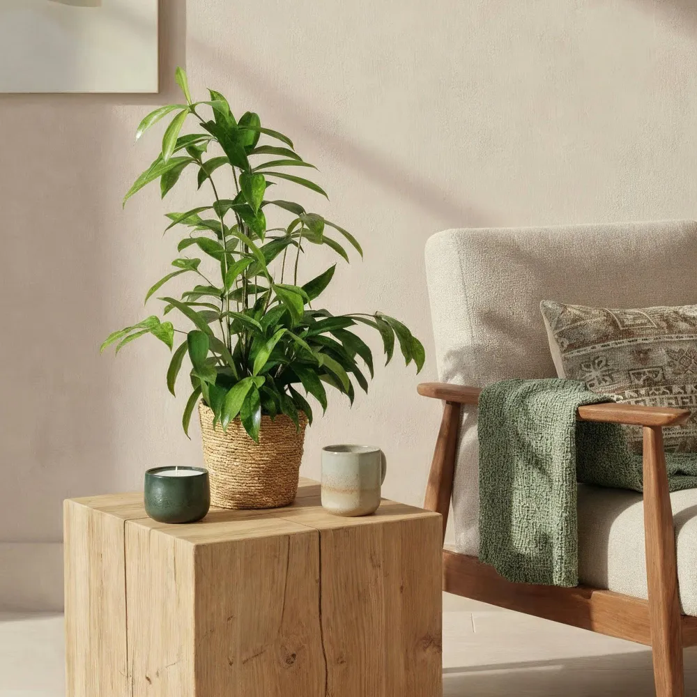 Dracaena surculosa och korg