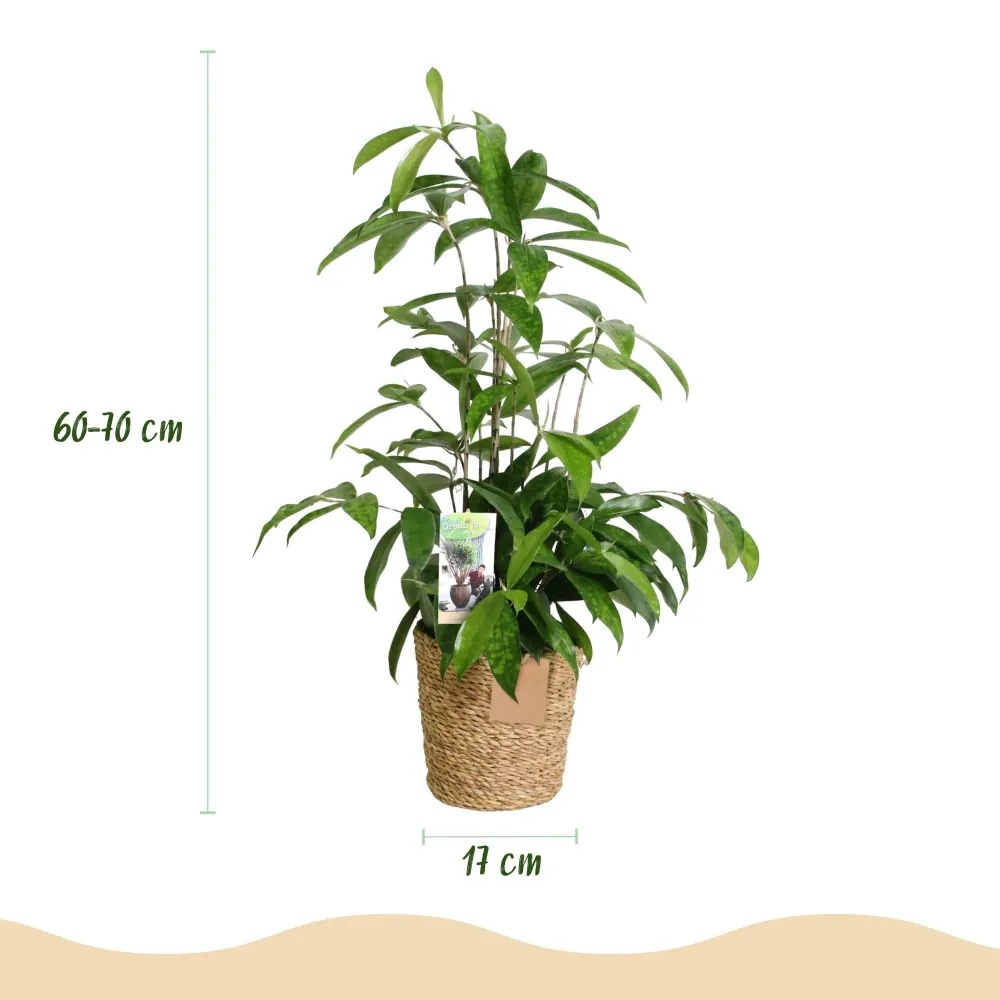Dracaena surculosa och korg