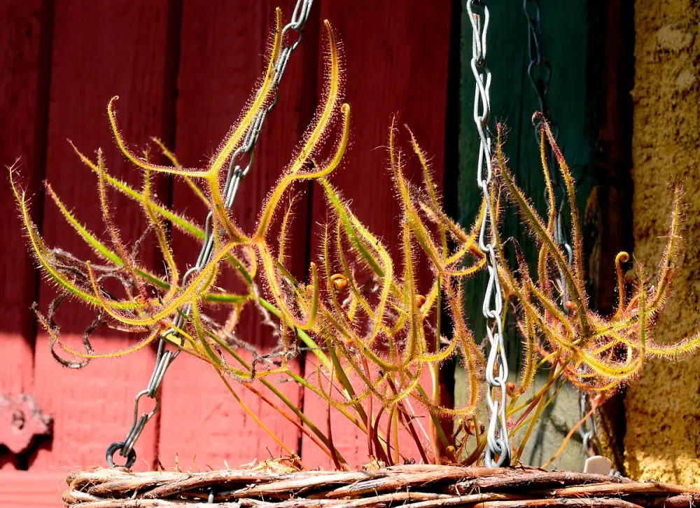 Drosera binate | frön, 20 st.