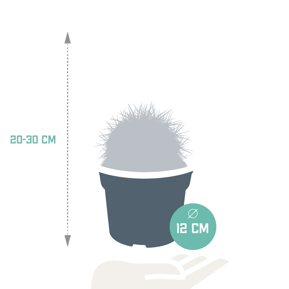 Echinocactus Grusonii - inomhuskaktus