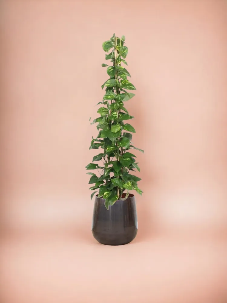 Epipremnum Aureum pothos