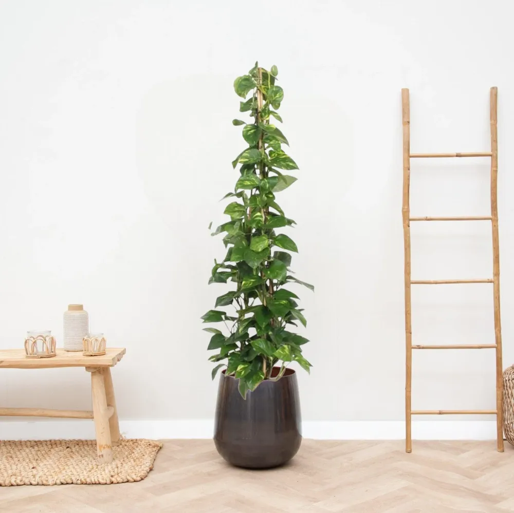 Epipremnum Aureum pothos
