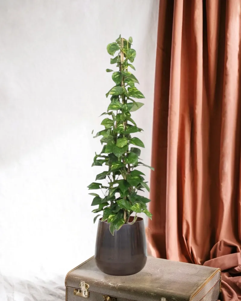 Epipremnum Aureum pothos