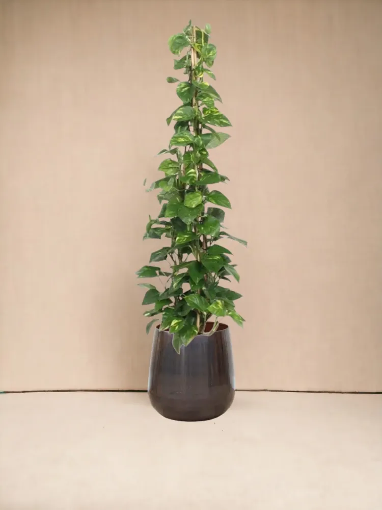Epipremnum Aureum pothos