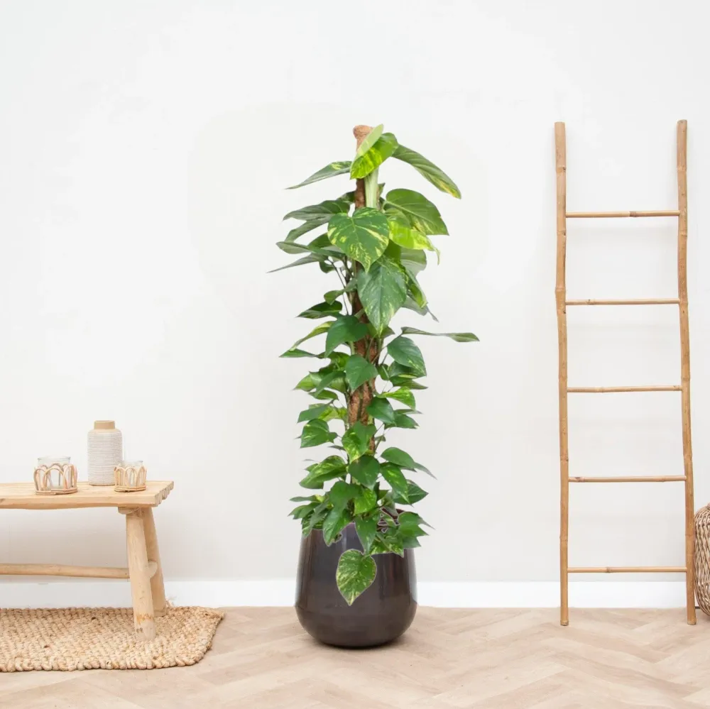 Epipremnum Aureum pothos