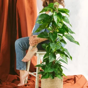 Epipremnum Pothos