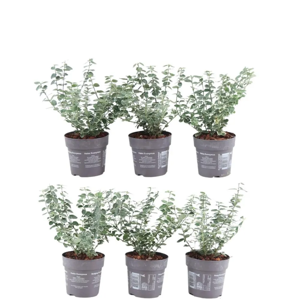 Euonymus