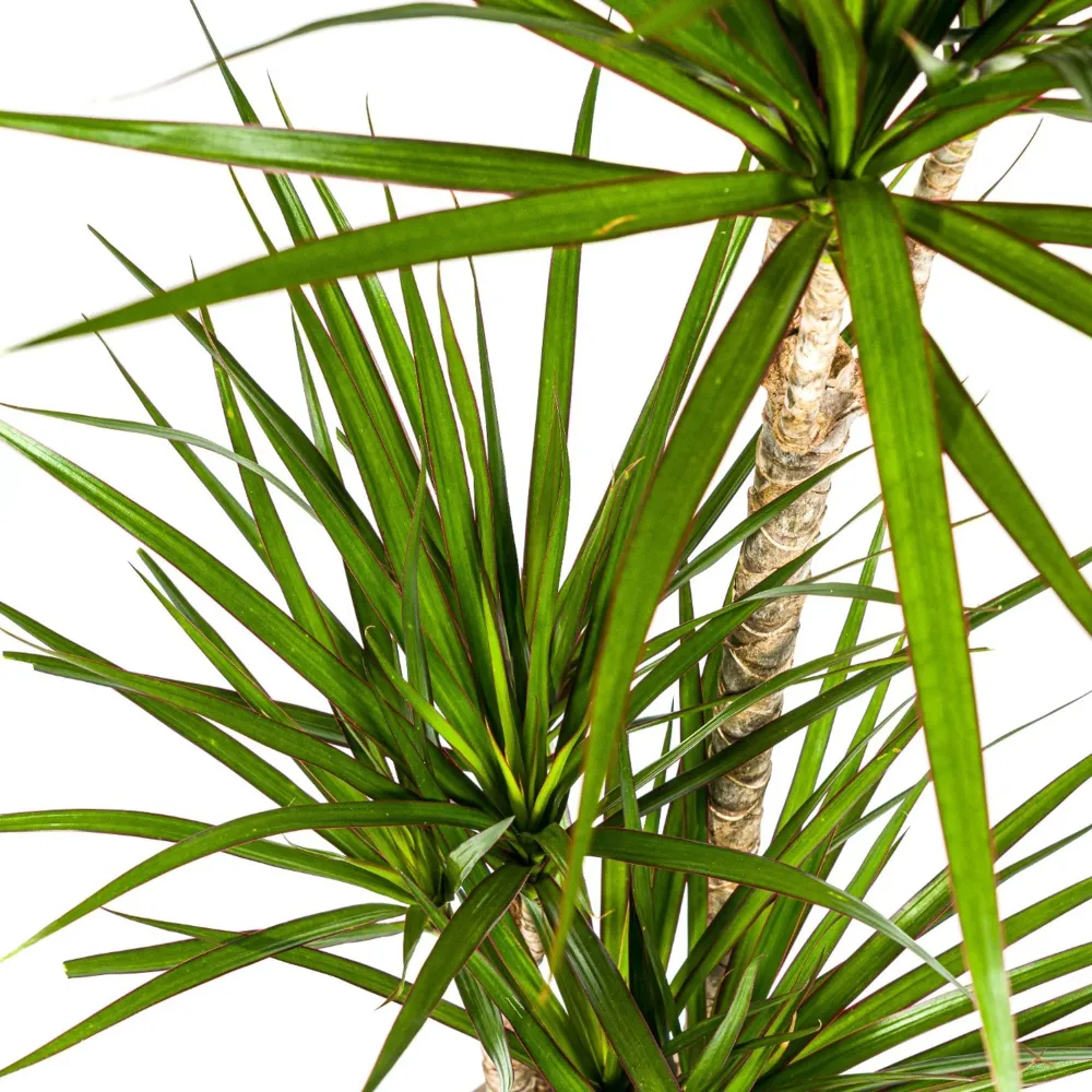Grön drakträd (Dracaena Marginata Grön) Everspring