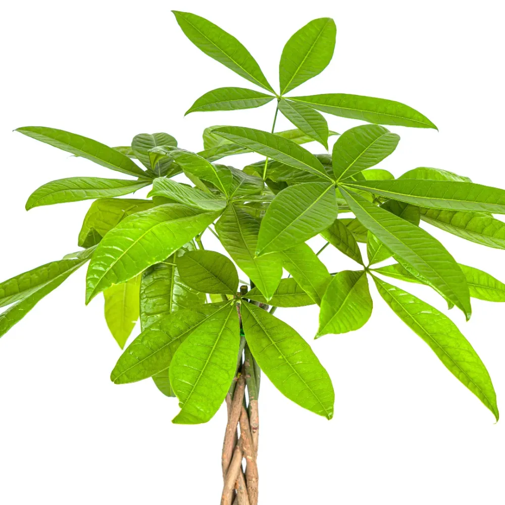 Pengaträd (Pachira Aquatica) Everspring
