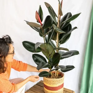 Ficus Abidjan XL