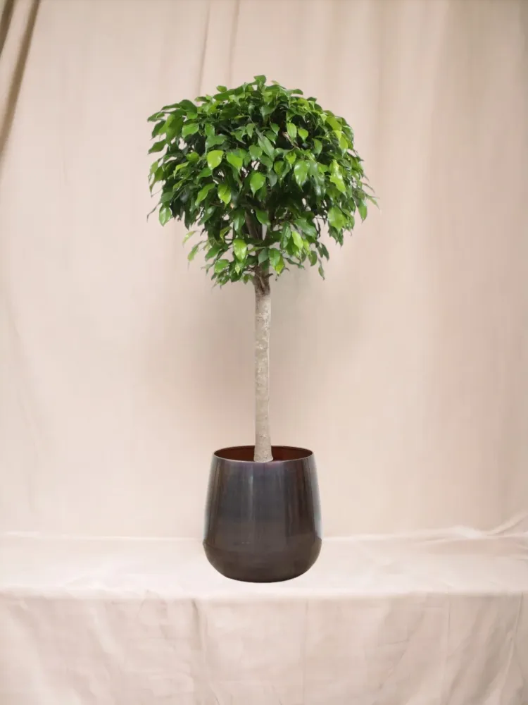 Ficus Ball Columnar