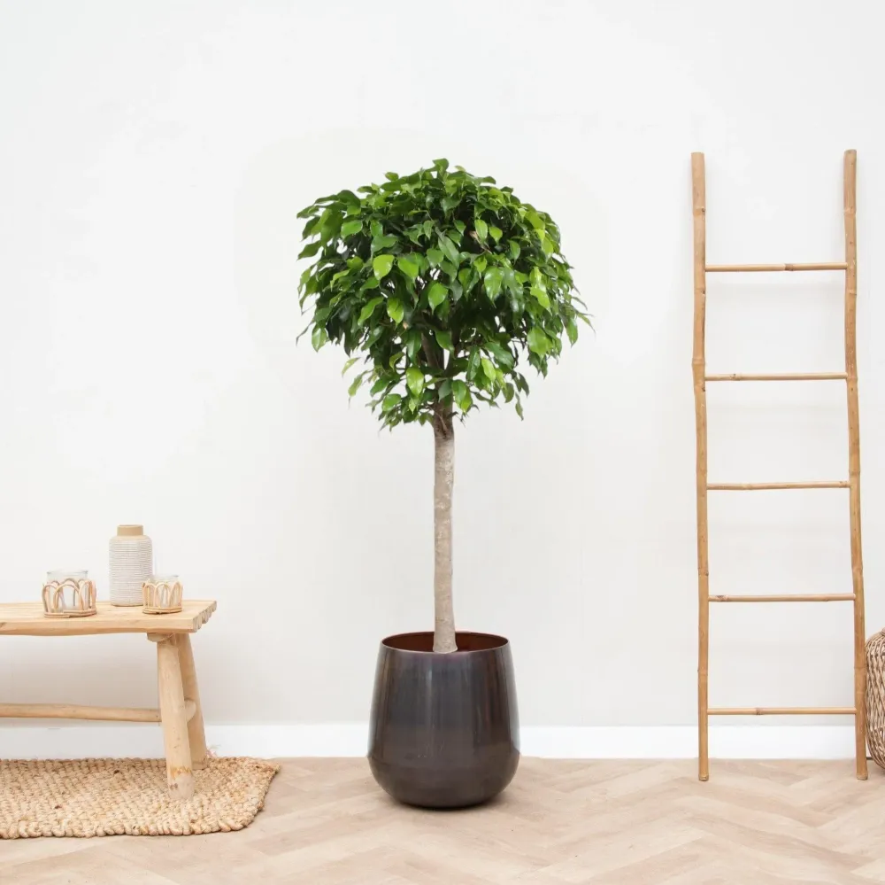 Ficus Ball Columnar