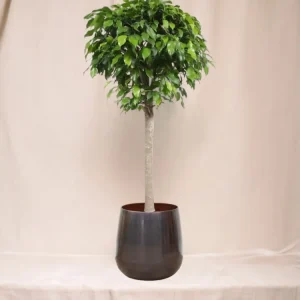 Ficus Ball Columnar
