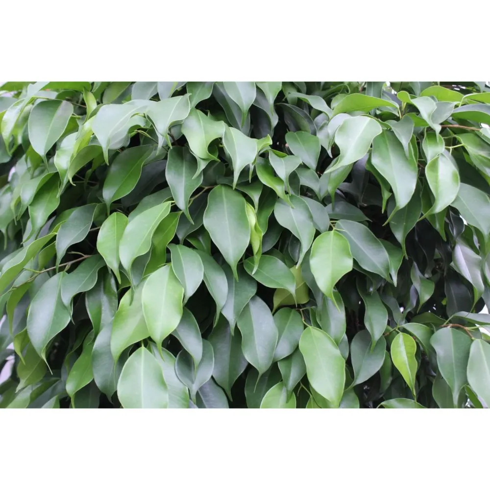 Ficus Ball Columnar