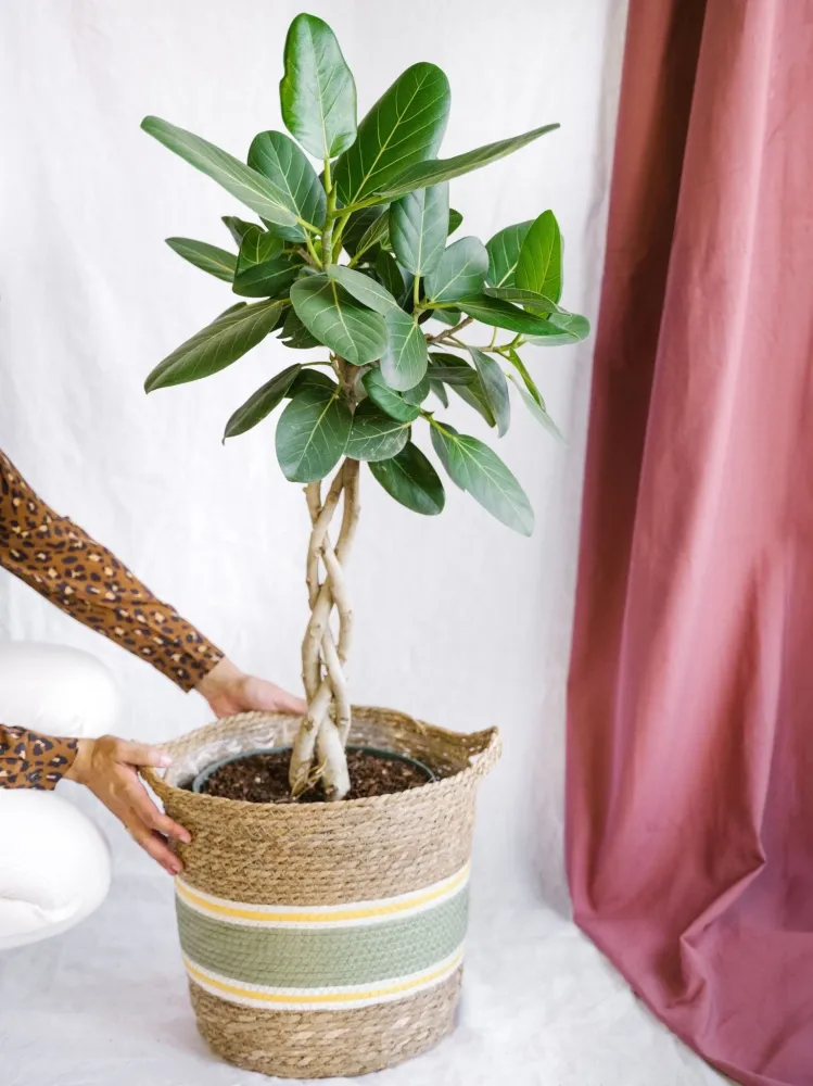 Ficus Benghalensis Audrey