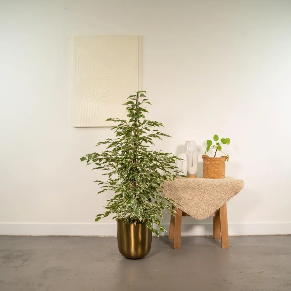 Ficus benjamina Twilight h95cm
