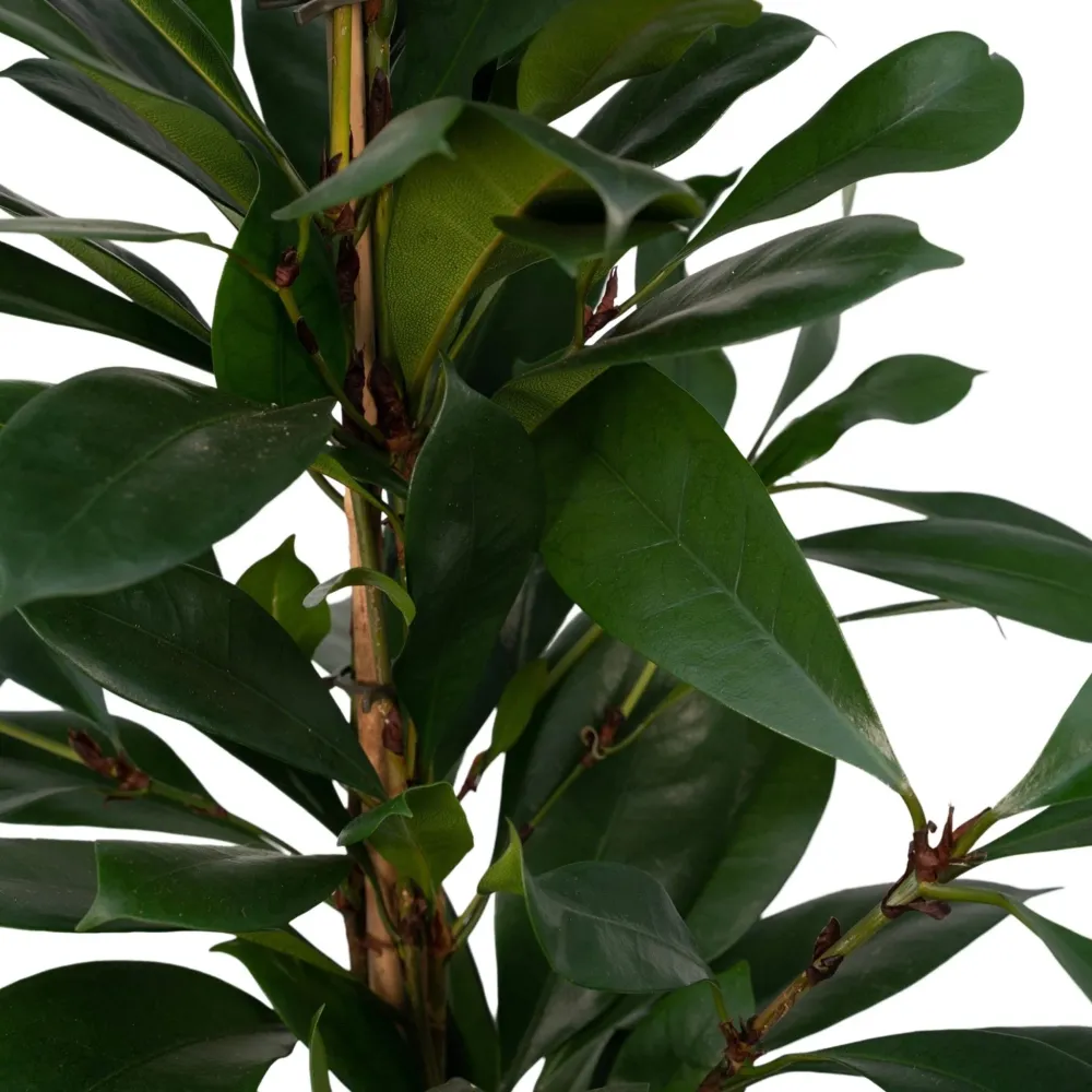 Ficus Cyathistipula h30cm