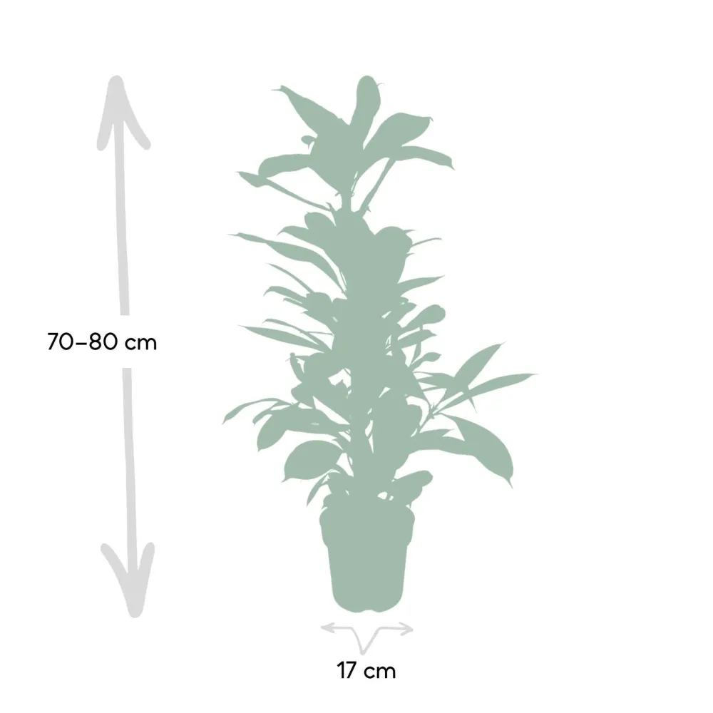 Ficus Cyathistipula h30cm