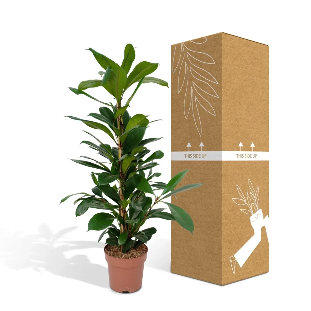 Ficus Cyathistipula h30cm