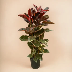 Ficus Elastica Belize