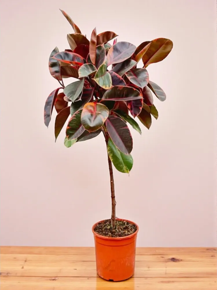 Ficus Elastica Belize stam - 130 cm - ø24