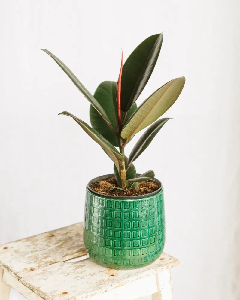 Ficus Elastica robusta