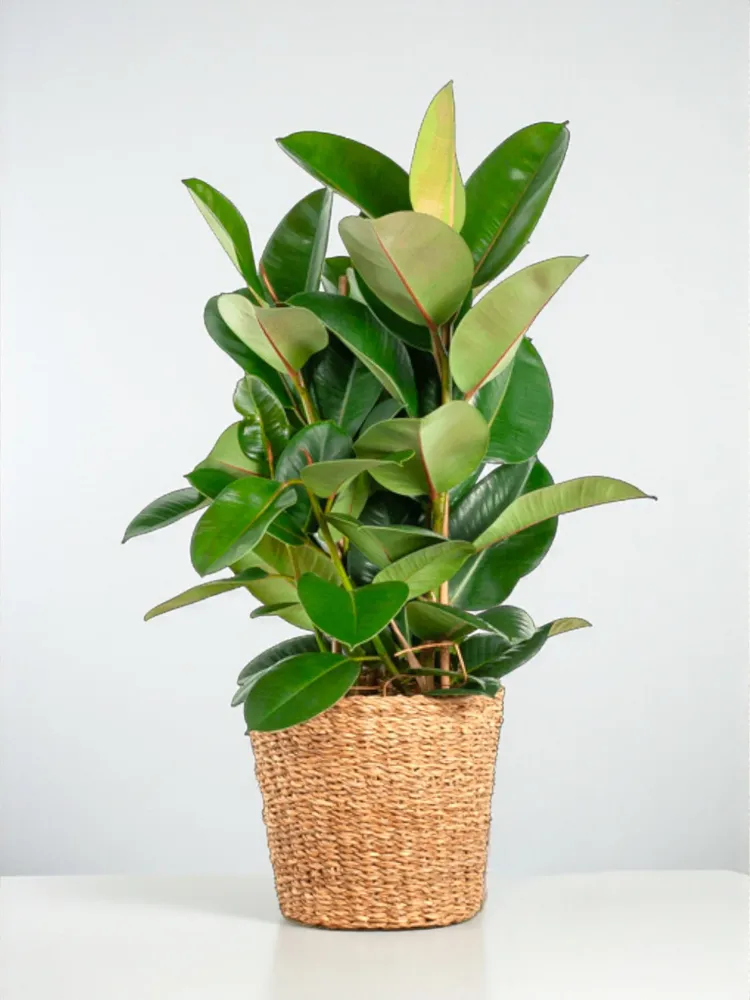 Ficus Elastica Robusta med kruka