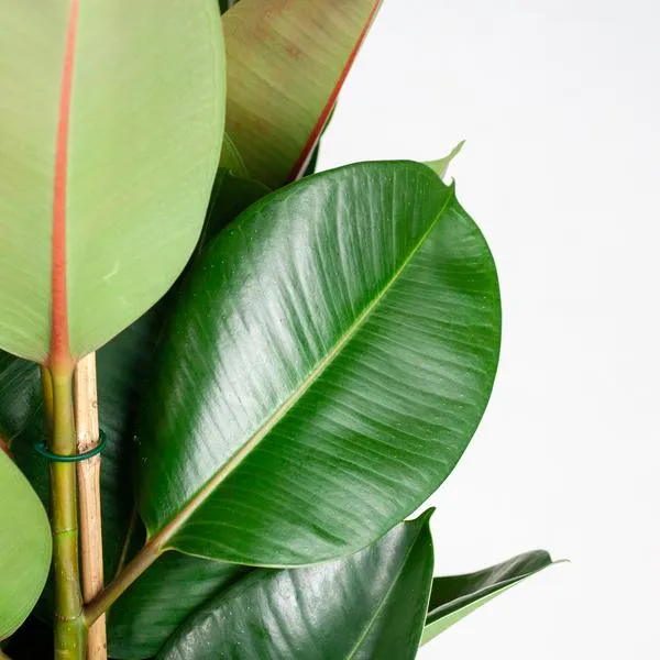 Ficus Elastica Robusta med kruka
