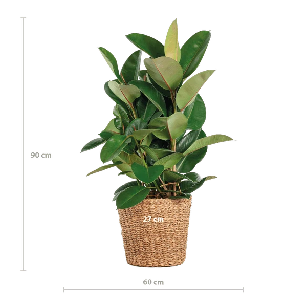 Ficus Elastica Robusta med kruka