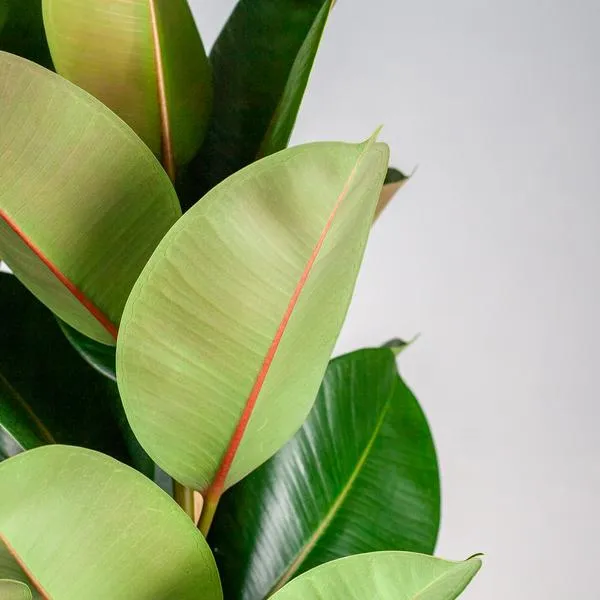 Ficus Elastica Robusta med kruka