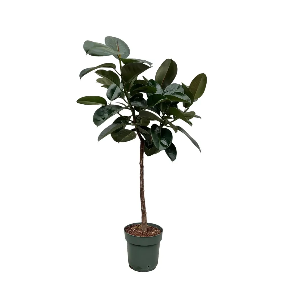 Ficus Elastica Robusta stam - 130 cm - ø24