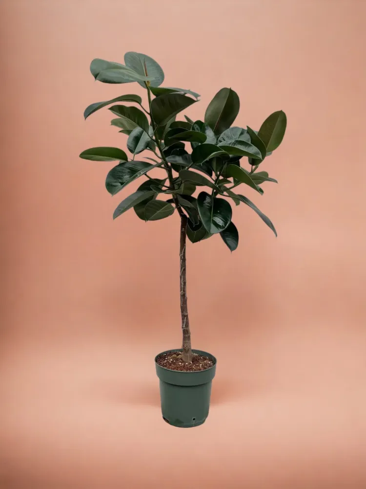 Ficus Elastica Robusta stam - 130 cm - ø24