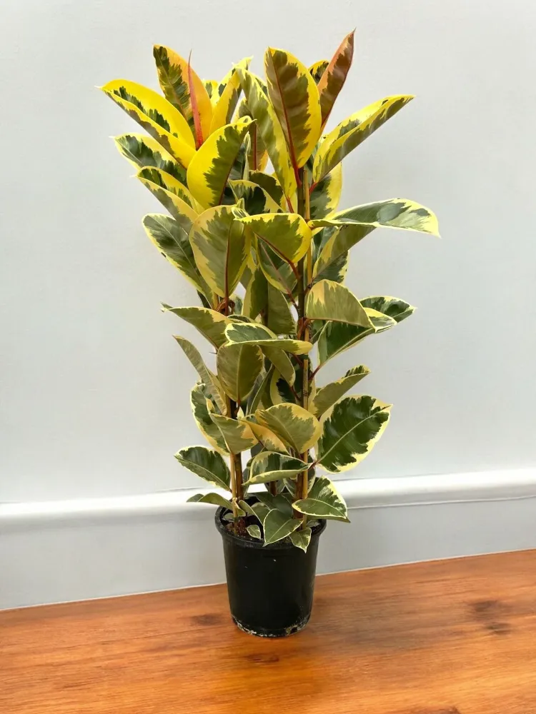 Ficus Elastica Tineke