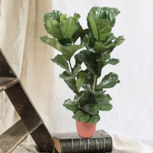 Ficus Lyrata