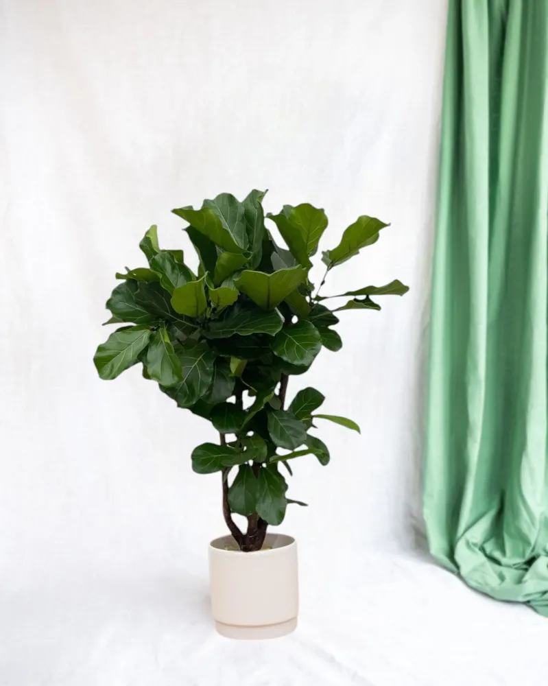 Ficus Lyrata