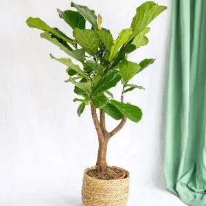 Ficus Lyrata XL