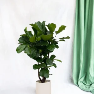 Ficus Lyrata