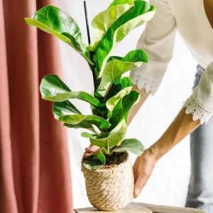 Ficus Lyrata