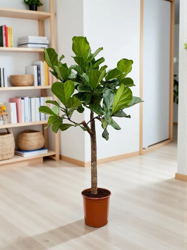 Ficus Lyrata bom - 160 cm - ø30