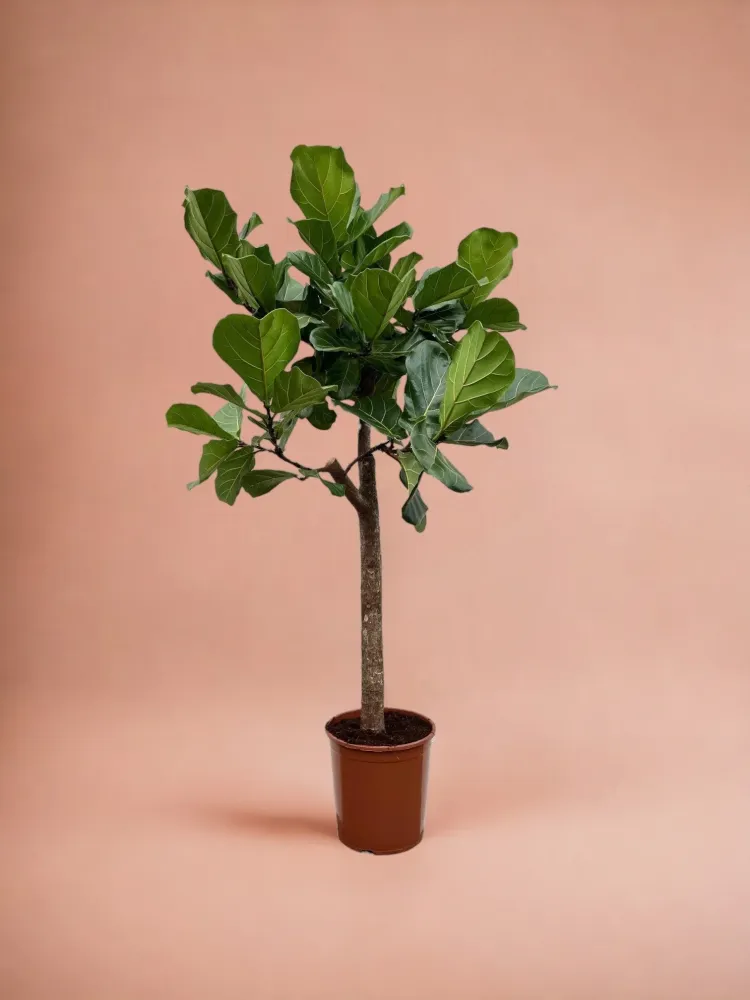 Ficus Lyrata bom - 160 cm - ø30