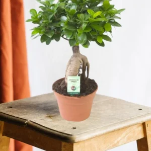 Ficus Microcarpa Ginseng
