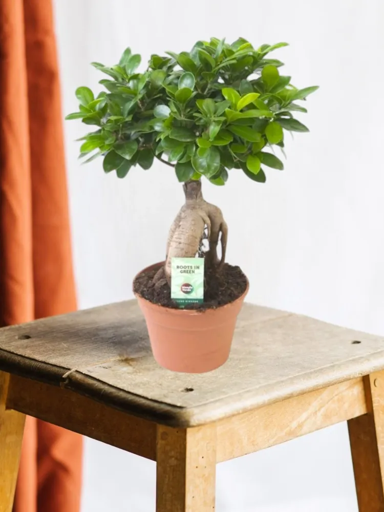 Ficus Microcarpa Ginseng