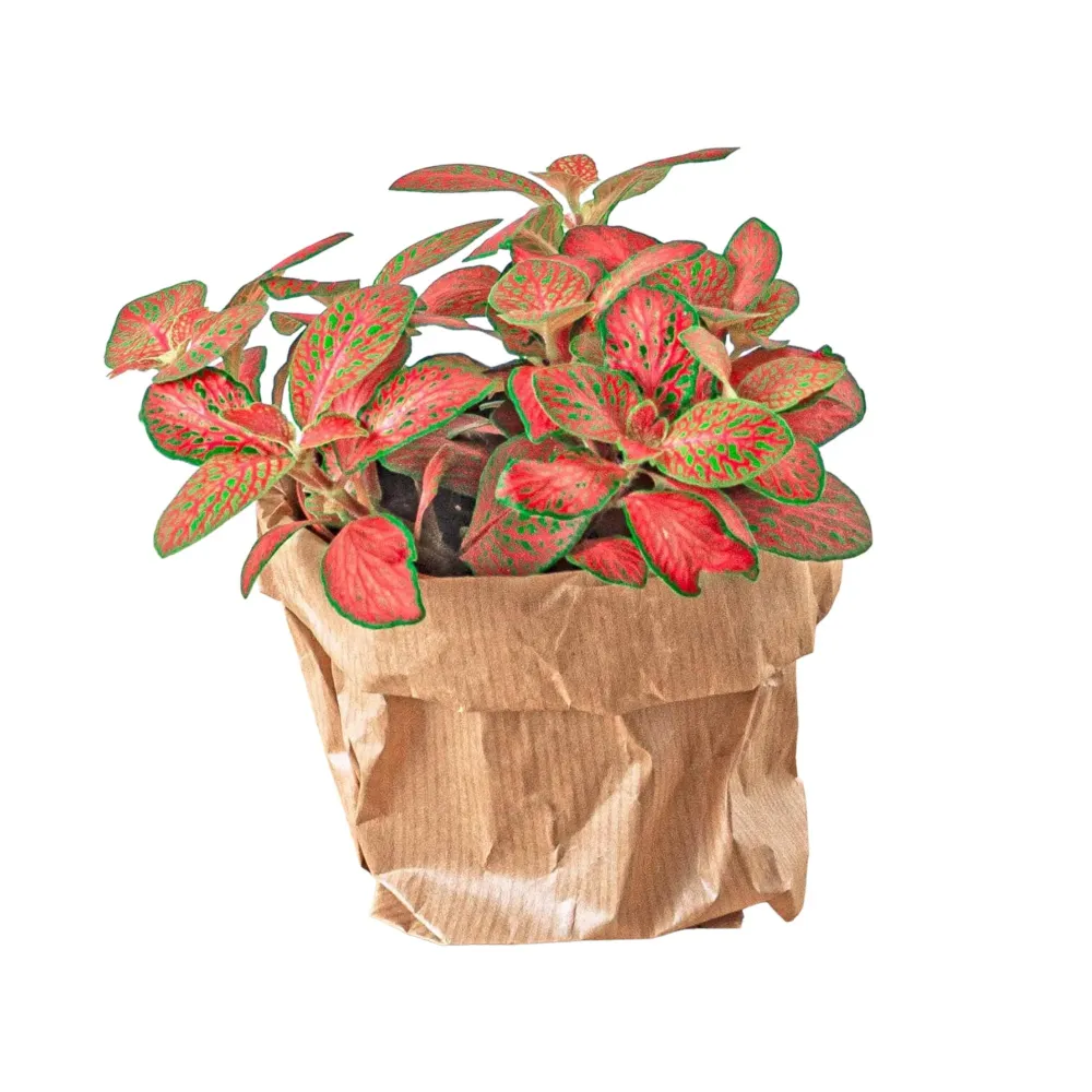 Röd fittonia