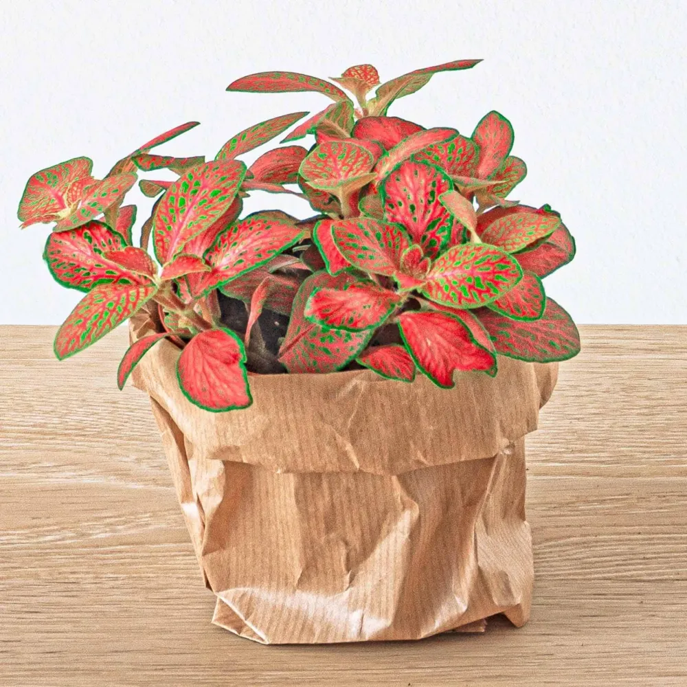 Röd fittonia