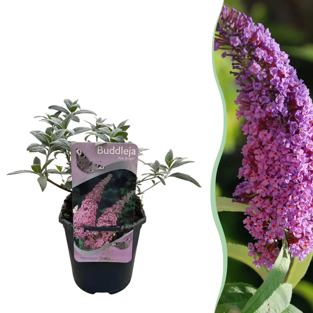 Fjärilsbuske (Buddleja davidii) 'Pink Delight'